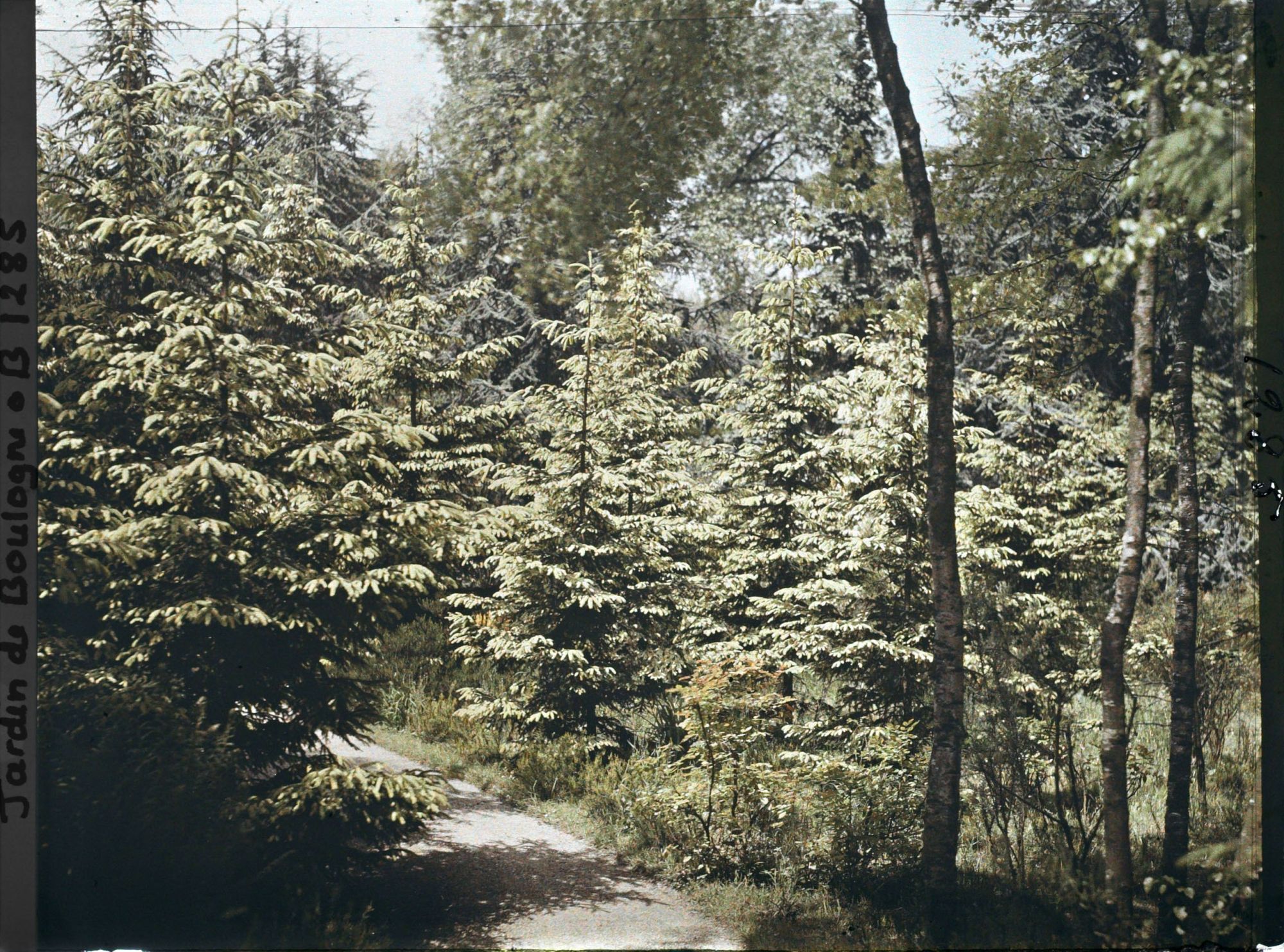 Image représentant La forêt dorée