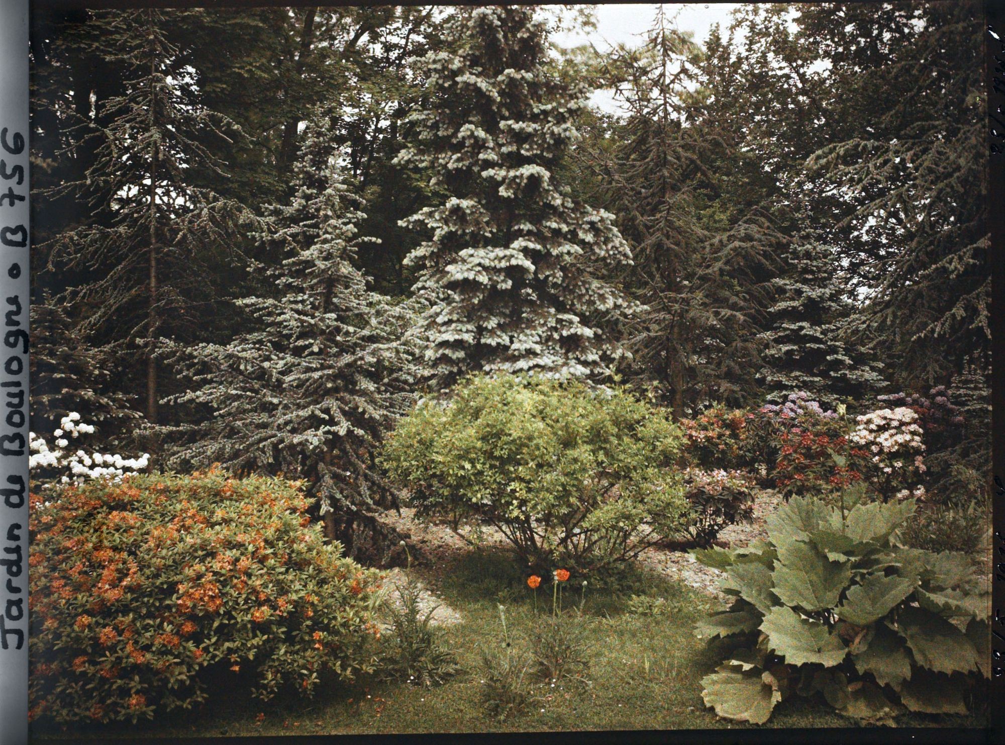 Image représentant Arbustes en fleurs sur fonds de conifères, situés non loin du marais, au cœur de la forêt bleue