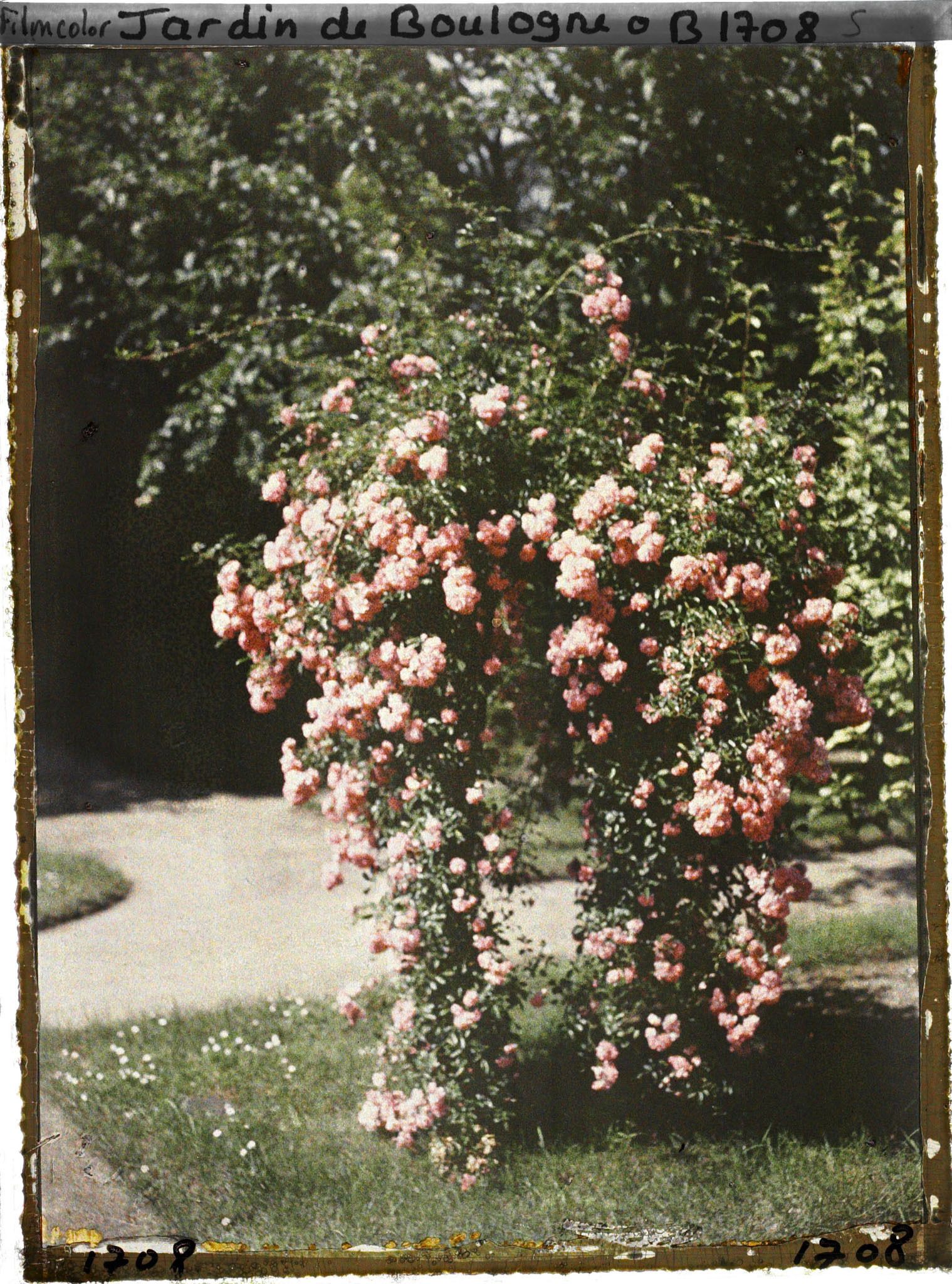 Image représentant Rosier(s) pleureur(s) ornant une plate-bande gazonnée du verger-roseraie, près du jardin japonais ?