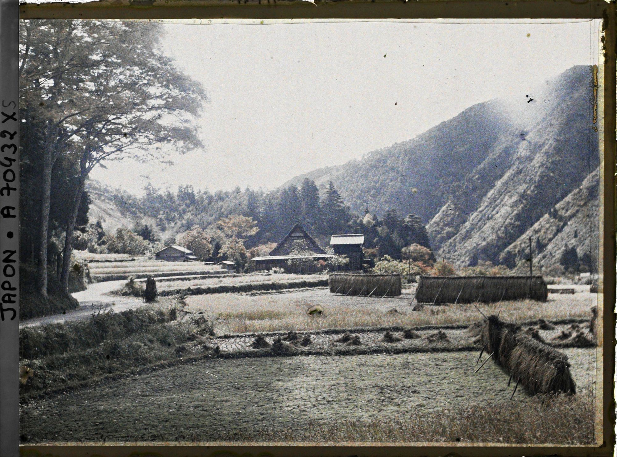 Image représentant Paysage de riziculture en période de moisson