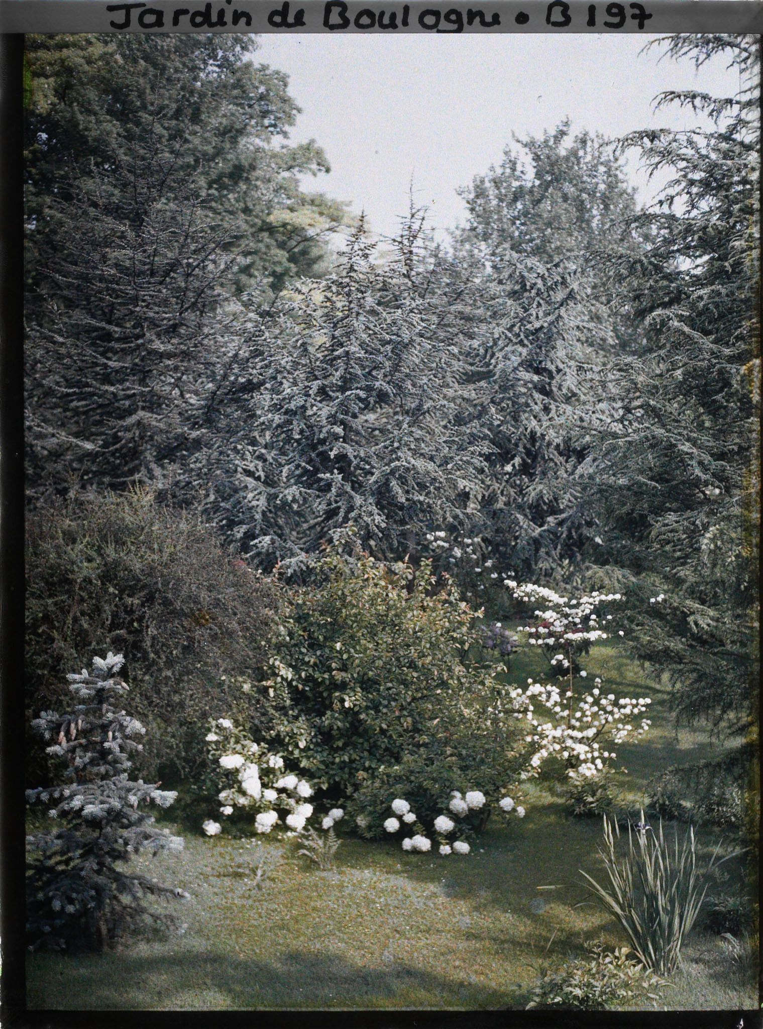 Image représentant Viorne entourée d'un rideau de cèdres de l'Atlas dans la forêt bleue