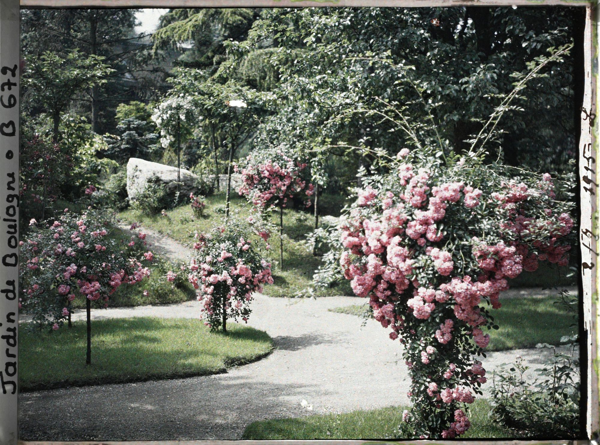 Image représentant Coin sud-est du verger-roseraie orné de rosiers en fleurs, situé à la limite du jardin japonais