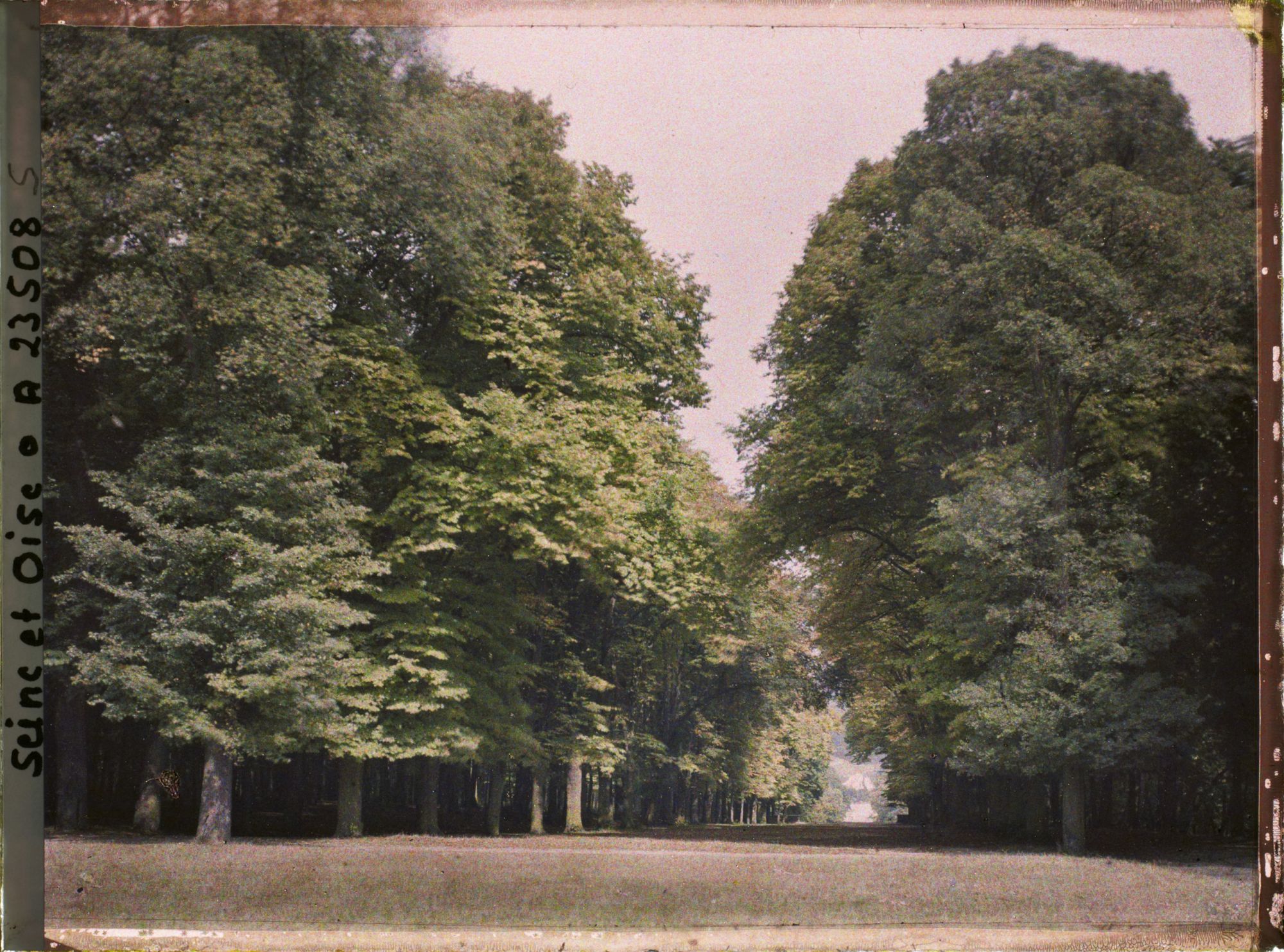 Image représentant Aspect de la végétation dans le parc, l'allée de la Balustrade?