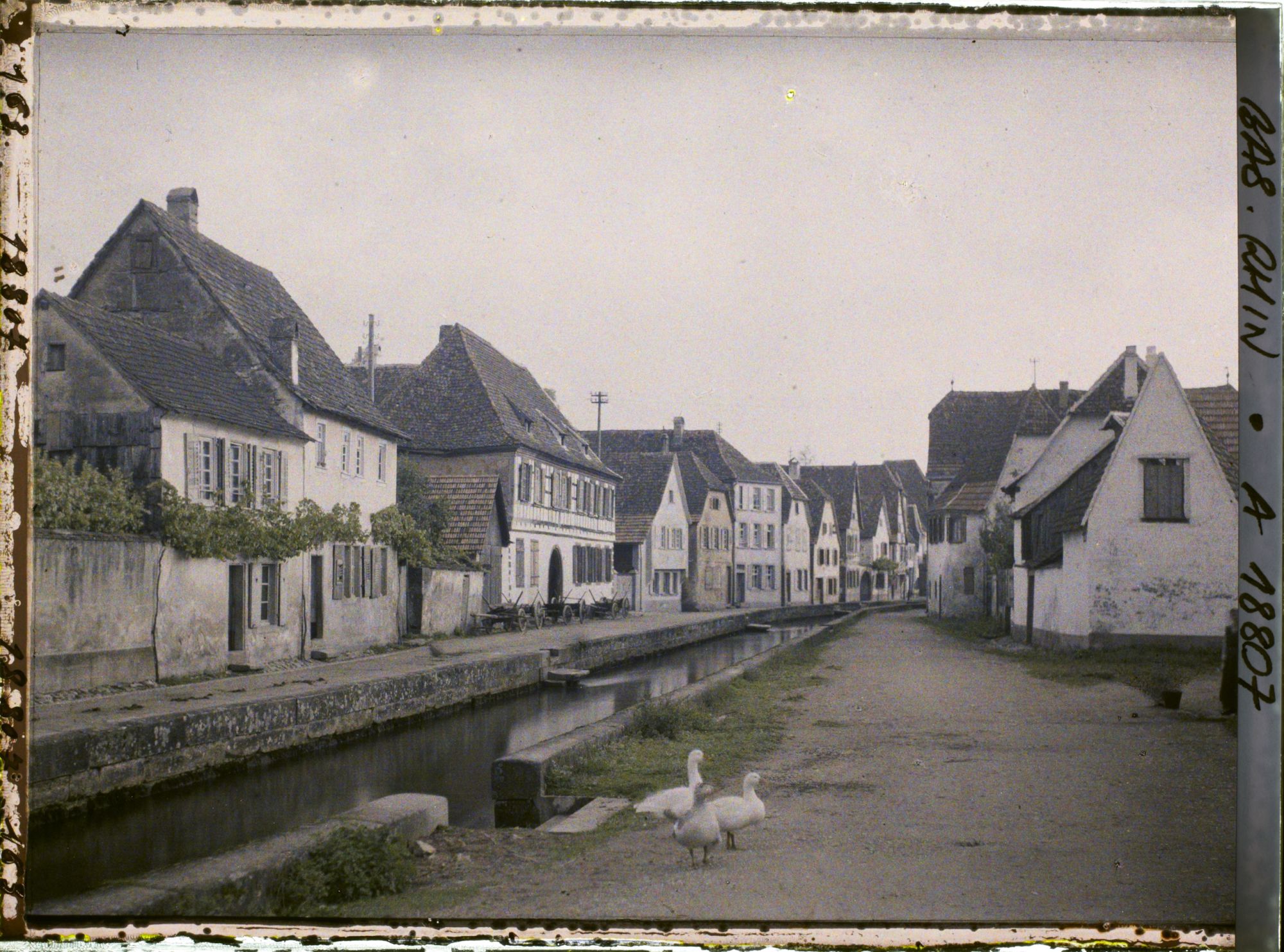 Image représentant France, Wissembourg, Vue sur Bruschstaden, avec oies au 1er plan