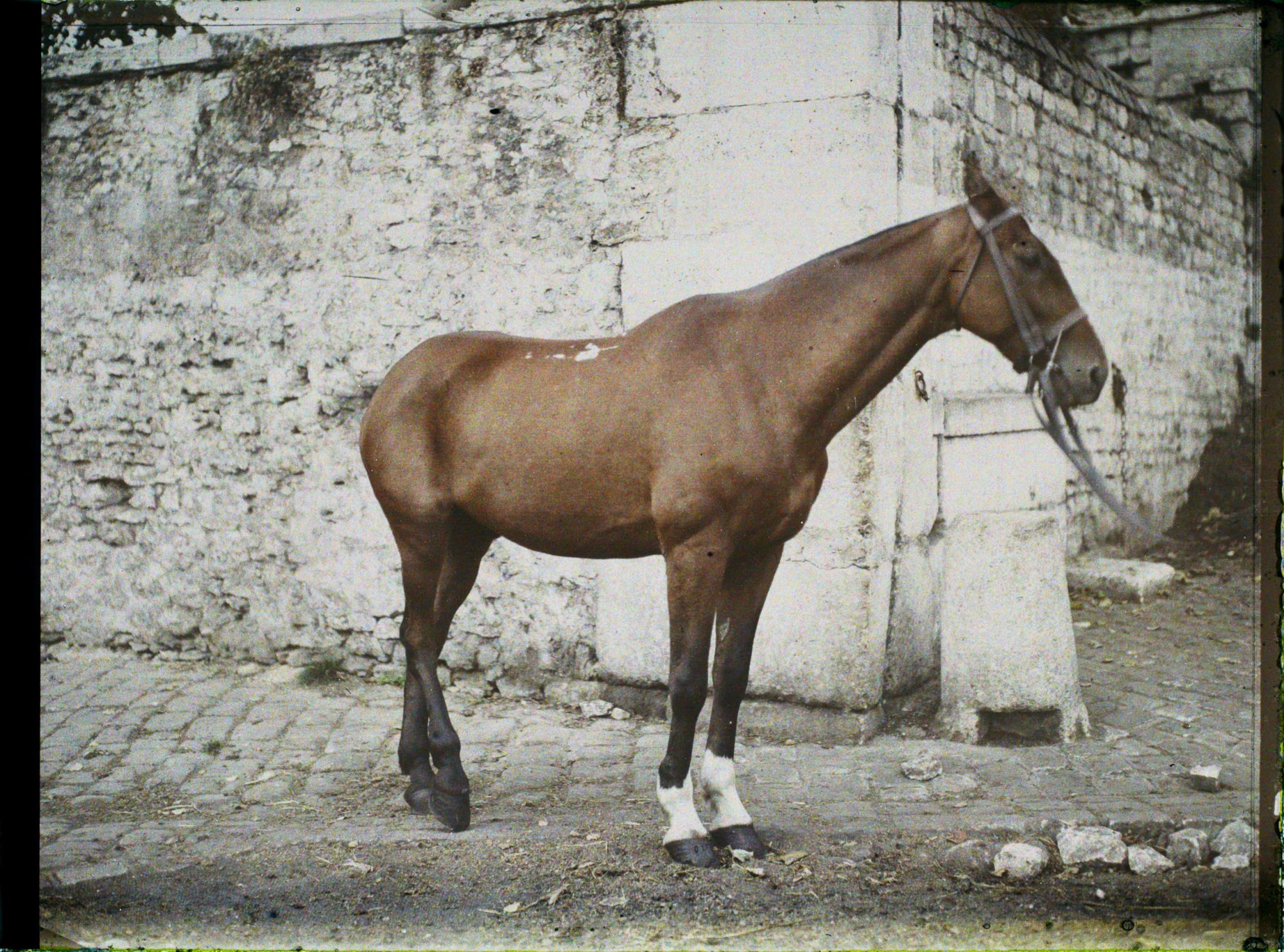 Image représentant Cheval normand de 6 ans ayant fait toute la Campagne appartenant à l'Adjudant Carry, 12ème Cuirassiers