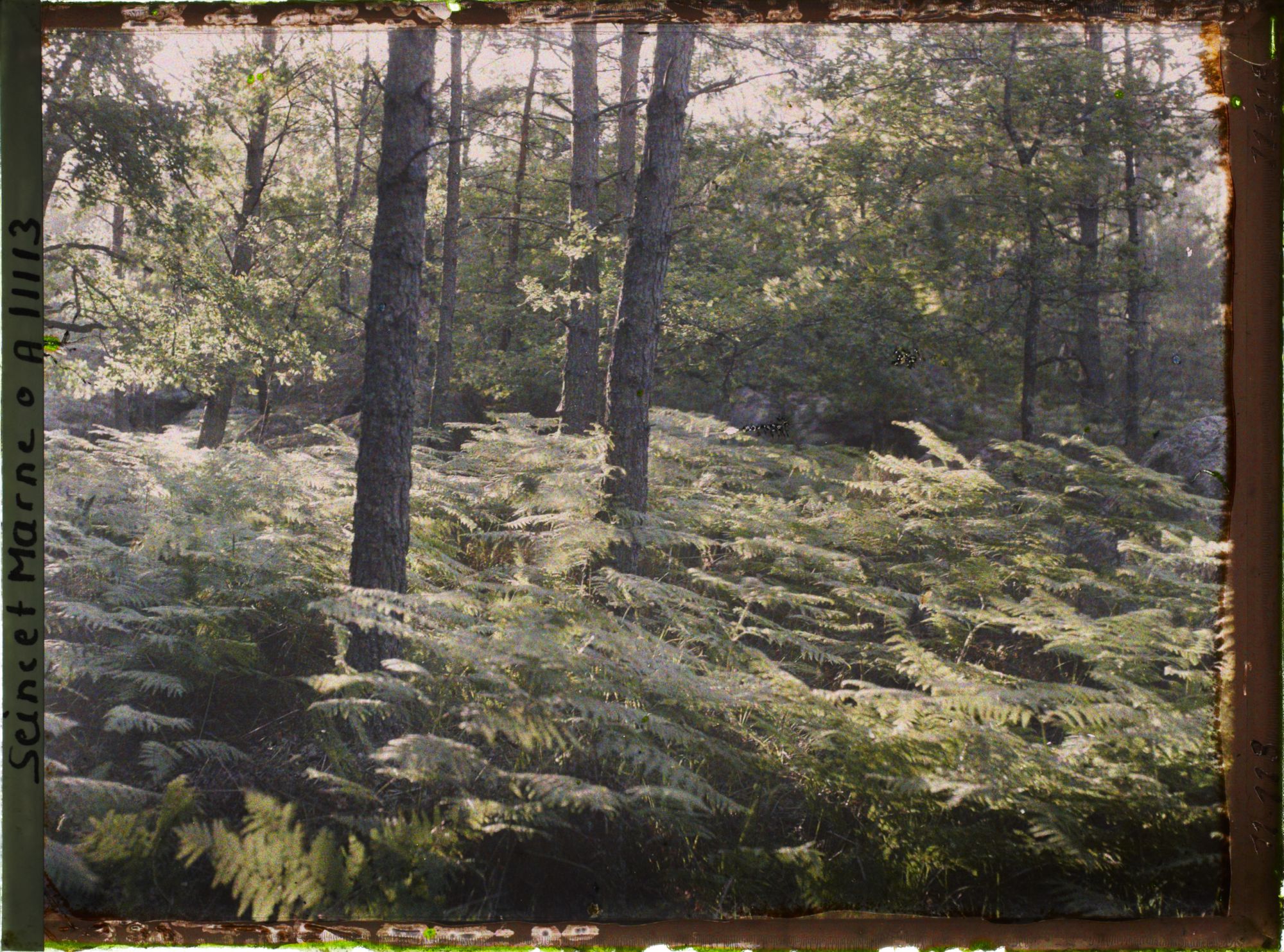 Image représentant France, Fontainebleau, Foret de Fontainebleau, Effet de lumière à travers les arbres.
