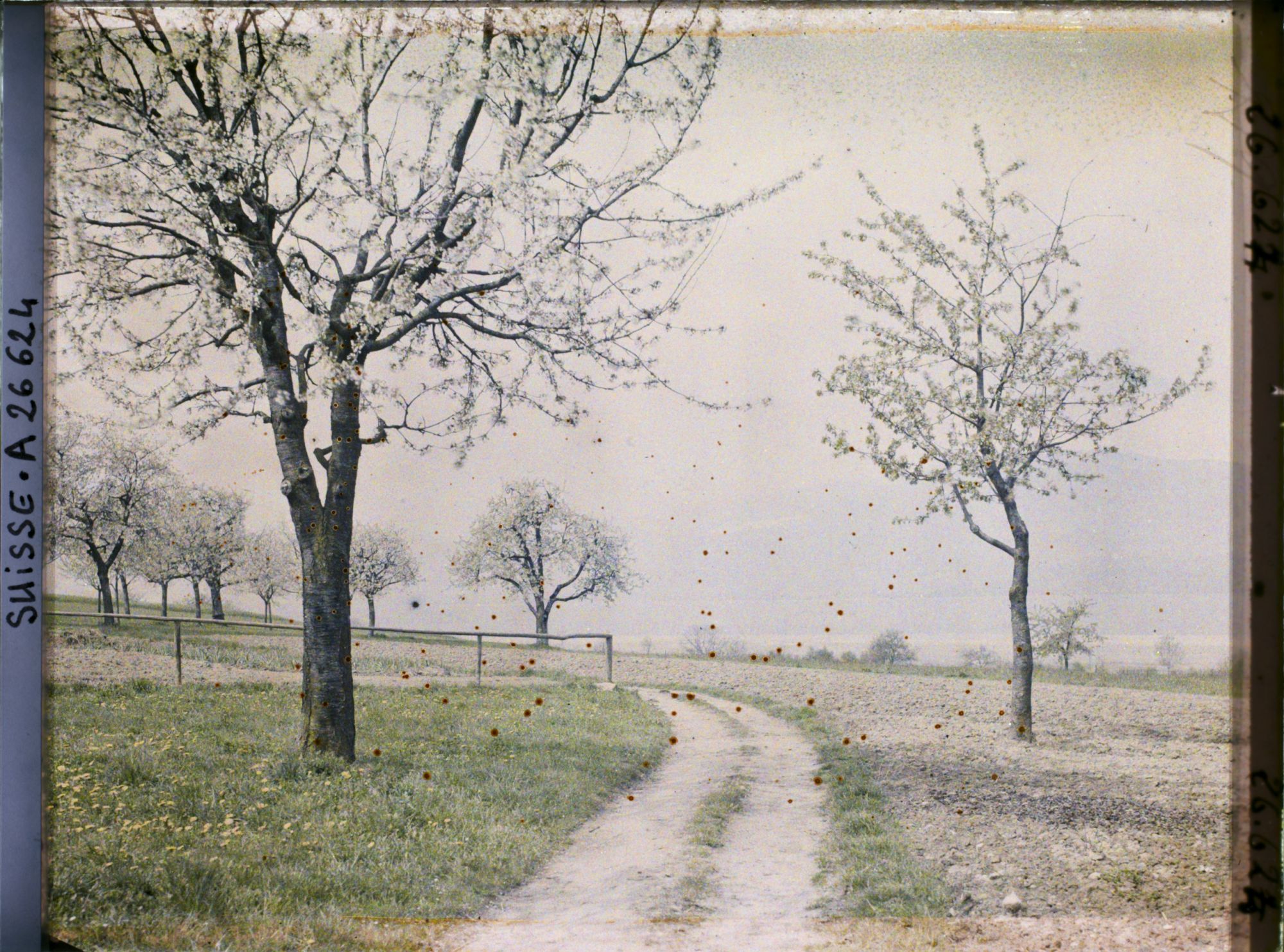 Image représentant Un chemin bordé de cerisiers en fleurs en direction du lac de Neuchâtel