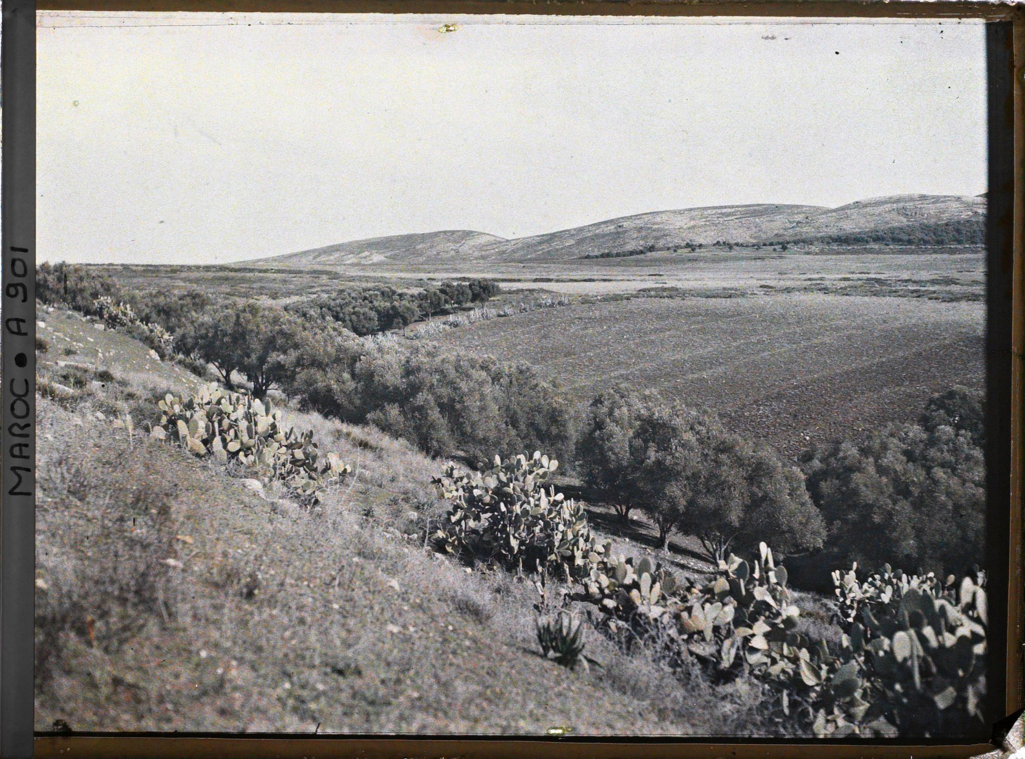 Image représentant Paysage avec oliviers, aloe vera et cactus