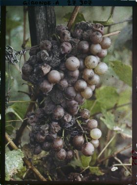 Image représentant Cambes Gironde, Cépage blanc dit "Semillon"
