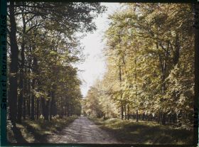 Image représentant Forêt