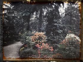 Image représentant Allée dans la forêt bleue