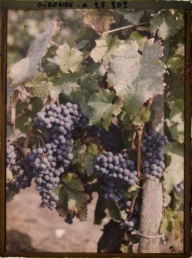 Image représentant St Emilion, Cépage dit "Bouchet Frant" (rouge)