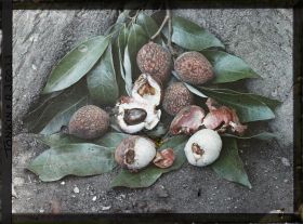 Image représentant Un rameau de litchi portant ses feuilles et ses fruits