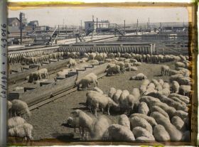 Image représentant Canada, Calgary, Stockyards - Parc à moutons