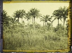 Image représentant Manioc et palmiers à huile