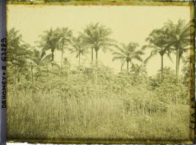 Image représentant Manioc et palmiers à huile