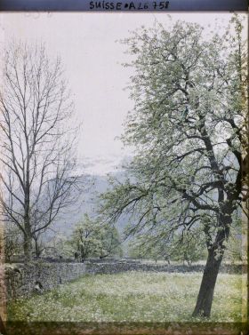 Image représentant Arbres et prairies fleuries dans la plaine d'Altdorf