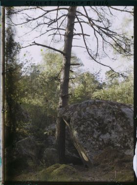 Image représentant France, Fontainebleau, Foret de Fontainebleau, Effet de lumière à travers les arbres.