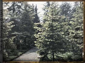 Image représentant La forêt dorée