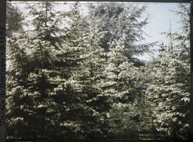 Image représentant La forêt dorée