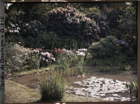 Image représentant Massif de rhododendrons en fleurs situé en bord " d'étang ", au nord du marais, vu vers le nord-est