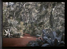 Image représentant Une allée du jardin bordée de plantes exotiques dans la pinède
