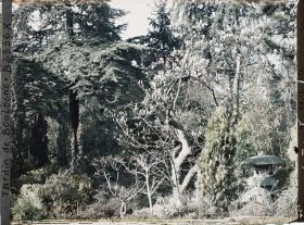 Image représentant Lanterne du " sanctuaire japonais " blottie dans la végétation, près du du verger-roseraie