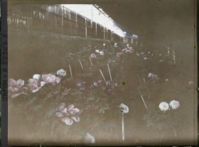 Image représentant Chez la famille Toganasa (Tokugawa ?), collection de pivoines