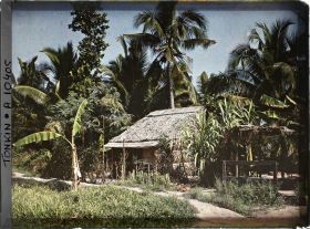 Image représentant Une habitation entourée de cocotiers dans un village