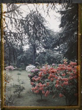 Image représentant azalées dans la forêt bleue