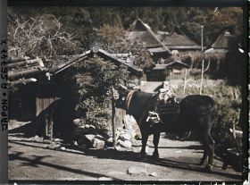 Image représentant Bœuf d'attelage dans le village