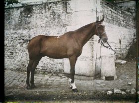 Image représentant Cheval normand de 6 ans ayant fait toute la Campagne appartenant à l'Adjudant Carry, 12ème Cuirassiers