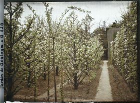 Image représentant Printemps au verger-roseraie et contre-allée en limite du jardin français, vue vers le nord