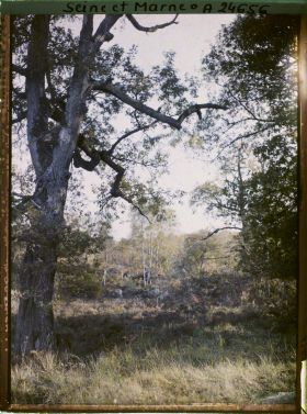 Image représentant Forêt