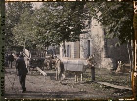 Image représentant France, Sauveterre de Béarn, Le Marché au bétail