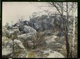 Image représentant Forêt