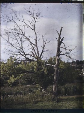 Image représentant France, Corcy, Arbre qui revient à la Vie