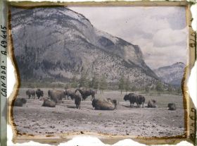 Image représentant Canada, Banff, Troupeau de Bisons