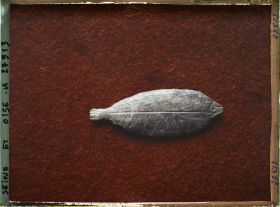 Image représentant France, St Germain-en-Laye, Poisson de Mr de St Périer 63957