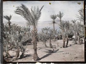 Image représentant Palmeraie au bord du golfe d'Aqaba