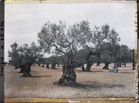 Image représentant Vieux oliviers dans une plantation (culture arabe)