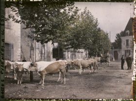 Image représentant France, Sauveterre de Béarn, Le Marché au bétail