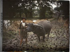 Image représentant Un buffle et sa gardienne dans une rizière