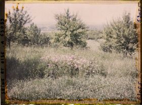Image représentant Ile de France, Triel, Corbeille de roses envahie par l'herbe