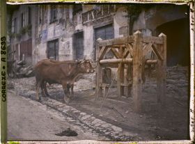 Image représentant Les boeufs préparés pour le travail de la forge