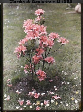 Image représentant Azalée