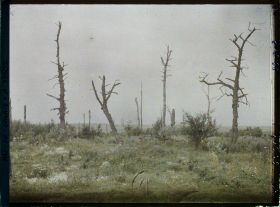 Image représentant France, Morval, Arbres morts
