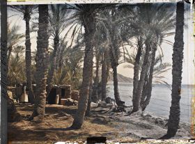 Image représentant Construction dans une palmeraie au bord du golfe d'Aqaba