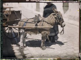 Image représentant Un âne en culotte, typique de l'Ile