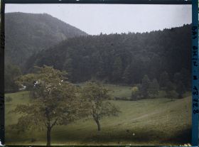 Image représentant France, Vue sur la forêt Vosgienne